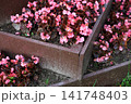 Pink Begonia Flowers Blooming in Terraced Wooden Garden Beds 141748403
