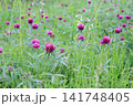 Blooming Purple Clover Flowers Growing in Wild Green Meadow Grass 141748405
