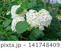 Blooming White Smooth Hydrangea Annabelle Flowers Surrounded by Lush Green Leaves 141748409