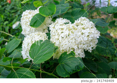 Blooming White Smooth Hydrangea Annabelle Flowers Surrounded by Lush Green Leaves Blooming White Smooth Hydrangea Annabelle Flowers Surrounded by Lush Green Leaves 141748409