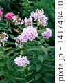 Fading Light Pink Phlox Flowers and Wilting Blooms in Summer Garden Bed. Vertical Image 141748410