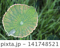 淡いピンクの縁取りが美しい、みずみずしい蓮の若葉です。 141748521