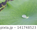 水を綺麗に弾く葉の質感が、雫の透明感をいっそう引き立てています。 141748523