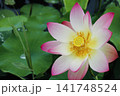 鮮やかなピンクのグラデーションが美しい、満開の蓮の花です。 141748524