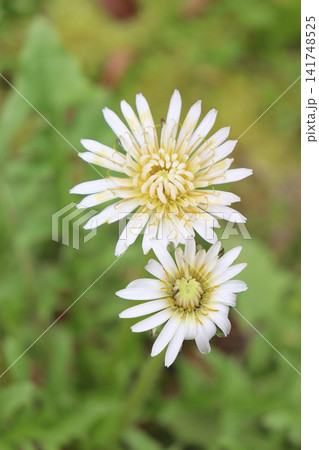 寄り添うように上下に並んだ二つの花が、とても愛らしい表情を見せています。 寄り添うように上下に並んだ二つの花が、とても愛らしい表情を見せています。 141748525