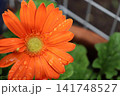 鮮やかなオレンジ色で、見る人を元気にしてくれるガーベラの花です。 141748527