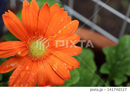 鮮やかなオレンジ色で、見る人を元気にしてくれるガーベラの花です。 鮮やかなオレンジ色で、見る人を元気にしてくれるガーベラの花です。 141748527