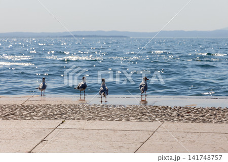 Gulls standing on the wet Lazise promenade beside sparkling Lake Garda Gulls standing on the wet Lazise promenade beside sparkling Lake Garda 141748757