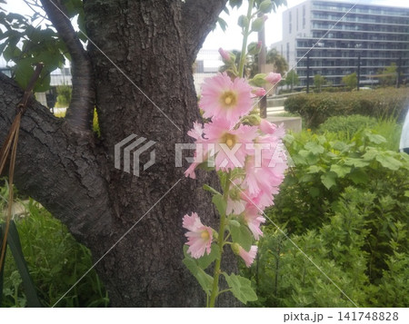 綺麗な桃色のタチアオイの花 綺麗な桃色のタチアオイの花 141748828