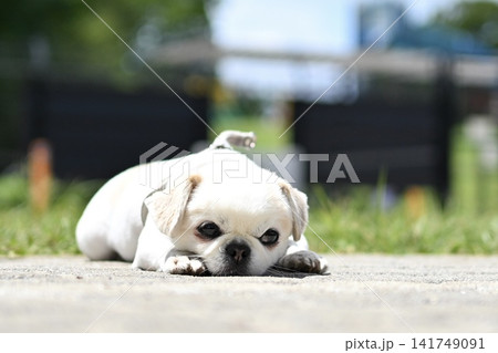 疲れた犬 疲れた犬 141749091