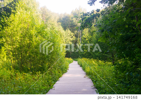 Wooden path in the forest with green trees and grass on the sides 141749168