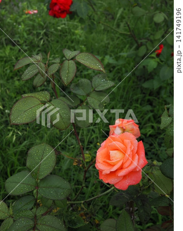 初夏の山口県のバラ園で撮影された水滴を含んだ淡いピンクの薔薇の縦構図写真 初夏の山口県のバラ園で撮影された水滴を含んだ淡いピンクの薔薇の縦構図写真 141749196