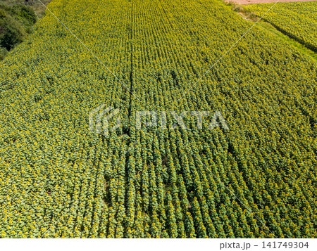 Drone View of Vast Green Sunflower Plantation in Perspective Drone View of Vast Green Sunflower Plantation in Perspective 141749304