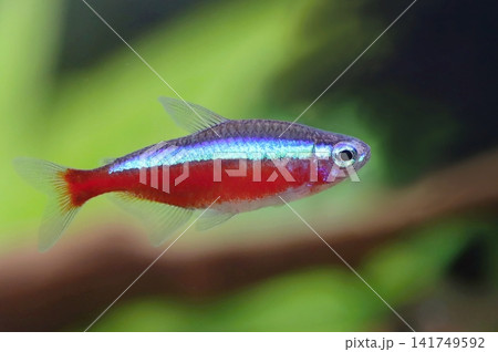 Very beautiful cardinal tetra fish in aquarium Very beautiful cardinal tetra fish in aquarium 141749592