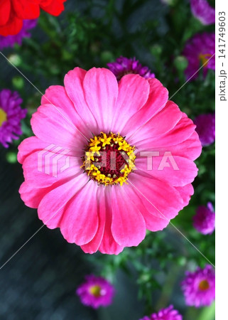 Pink common zinnia flower blooming Pink common zinnia flower blooming 141749603