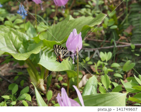 春の妖精カタクリの花と吸蜜するヒメギフチョウ 春の妖精カタクリの花と吸蜜するヒメギフチョウ 141749607