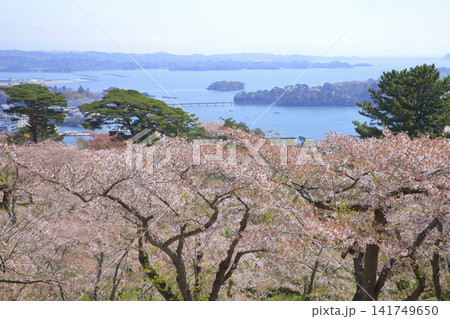 西行戻しの松公園 141749650