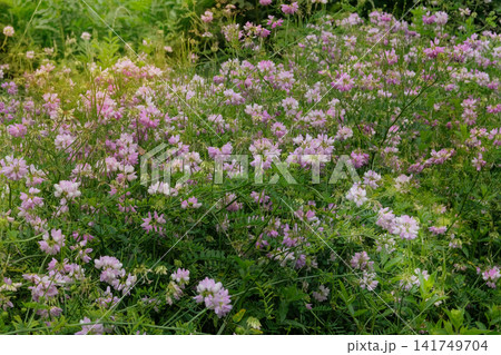 Coronilla with pink flowers is growing in cottage garden. Purple crown vetch in meadow. Plant from legume family in sunny day. Coronilla with pink flowers is growing in cottage garden. Purple crown vetch in meadow. Plant from legume family in sunny day. 141749704