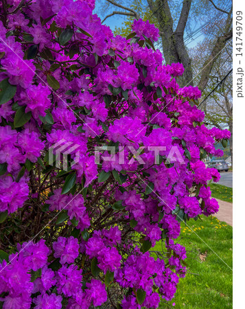 Lush magenta rhododendron bush in full spring bloom against a clear blue sky. Perfect floral background for nature, garden, and botanical design projects. Lush magenta rhododendron bush in full spring bloom against a clear blue sky. Perfect floral background for nature, garden, and botanical design projects. 141749709