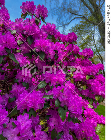 Lush magenta rhododendron bush in full spring bloom against a clear blue sky. Perfect floral background for nature, garden, and botanical design projects. Lush magenta rhododendron bush in full spring bloom against a clear blue sky. Perfect floral background for nature, garden, and botanical design projects. 141749710