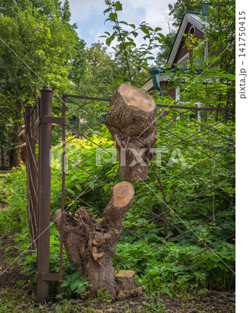 Tree trunk grown into a metal fence, a powerful symbol of the resilience of nature and life. Tree trunk grown into a metal fence, a powerful symbol of the resilience of nature and life. 141750415