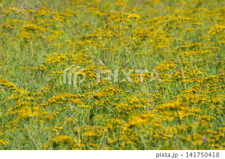 Abstract double exposure background of a wild yellow wildflower field, blurred motion and multiple layers creating a dreamy, painterly summer meadow texture. 141750418