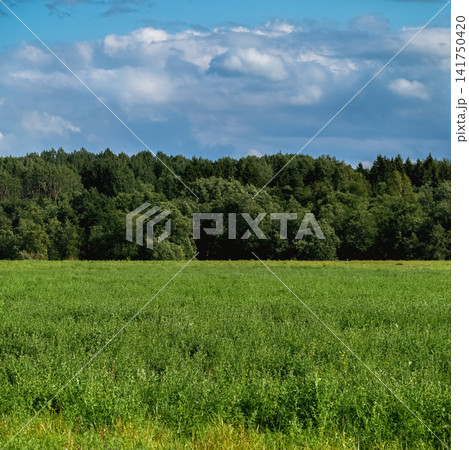 Lush green summer field with dense forest and blue cloudy sky background Lush green summer field with dense forest and blue cloudy sky background 141750420