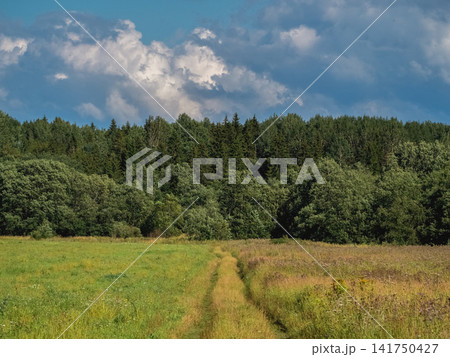 A scenic rural landscape with a grassy dirt road leading through a summer wildflower meadow toward a dense mixed forest under a cloudy blue sky. 141750427