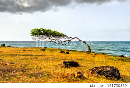 A lone windswept tree shaped by the ocean breeze grows along the scenic grassy and rocky coast of Pointe Allegre in Sainte-Rose, Guadeloupe, France, with cloudy skies over the sea. A lone windswept tree shaped by the ocean breeze grows along the scenic grassy and rocky coast of Pointe Allegre in Sainte-Rose, Guadeloupe, France, with cloudy skies over the sea. 141750889