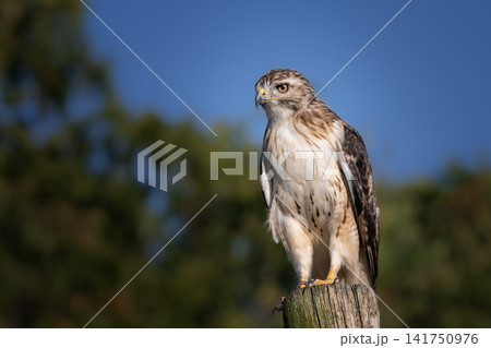 Hawk bird of prey perched on wooden fence post with blurred trees and sky background Hawk bird of prey perched on wooden fence post with blurred trees and sky background 141750976