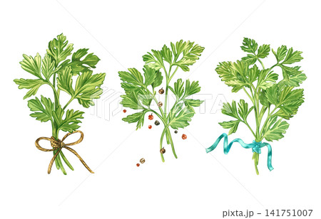 A set of compositions of twigs and leaves of parsley, herbs, black and red peppercorns. Everything is hand-painted in watercolor. A collection of culinary herbs for the design of organic products. A set of compositions of twigs and leaves of parsley, herbs, black and red peppercorns. Everything is hand-painted in watercolor. A collection of culinary herbs for the design of organic products. 141751007