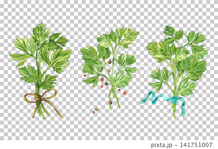 A set of compositions of twigs and leaves of parsley, herbs, black and red peppercorns. Everything is hand-painted in watercolor. A collection of culinary herbs for the design of organic products. 141751007