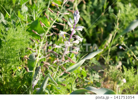 White flowers of the Bellevalia (Bellevalia eigii) White flowers of the Bellevalia (Bellevalia eigii) 141751054