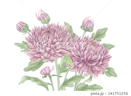 Purple chrysanthemum flowers with green leaves. Watercolor blooming garden plant illustration on isolated background. Floral classic symbol of autumn, joy, and longevity in Asian traditions. Purple chrysanthemum flowers with green leaves. Watercolor blooming garden plant illustration on isolated background. Floral classic symbol of autumn, joy, and longevity in Asian traditions. 141751258