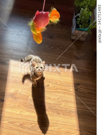 Playful Tabby Kitten Playing with Feather Toy in Sunlight Patch Indoors Playful Tabby Kitten Playing with Feather Toy in Sunlight Patch Indoors 141751493