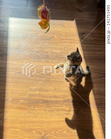 Playful Tabby Kitten Playing with Feather Toy in Sunlight Patch Indoors Playful Tabby Kitten Playing with Feather Toy in Sunlight Patch Indoors 141751495