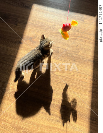 Playful Tabby Kitten Playing with Feather Toy in Sunlight Patch Indoors Playful Tabby Kitten Playing with Feather Toy in Sunlight Patch Indoors 141751497