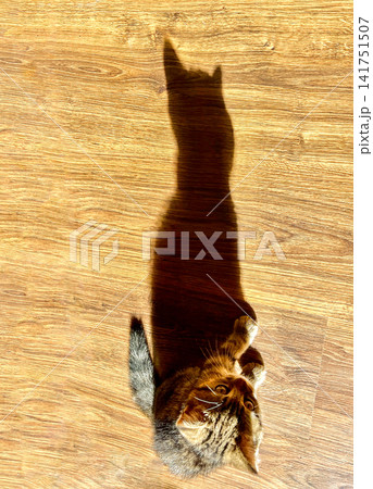 Playful Tabby Kitten Playing with Feather Toy in Sunlight Patch Indoors Playful Tabby Kitten Playing with Feather Toy in Sunlight Patch Indoors 141751507
