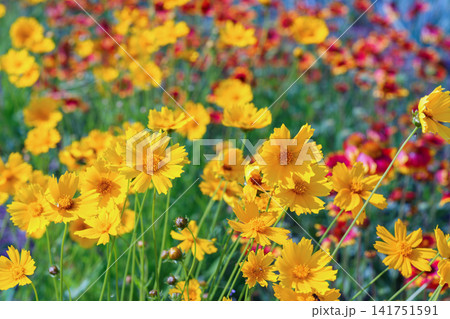 Yellow coreopsis grandiflora or tickseed flowers blooming in colorful flower garden background 141751591