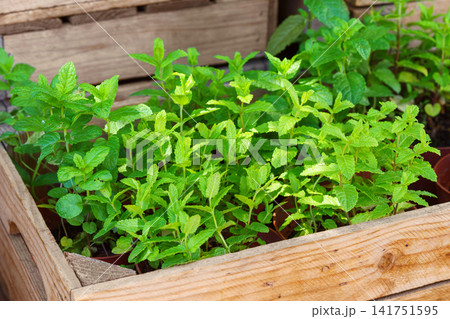 Fresh green mint plants growing in pots in wooden planter box. Aromatic herb, food ingredient Fresh green mint plants growing in pots in wooden planter box. Aromatic herb, food ingredient 141751595