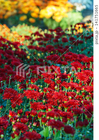 Red decorative chrysanthemum morifolium, garden mum flowers blooming in garden, floral background Red decorative chrysanthemum morifolium, garden mum flowers blooming in garden, floral background 141751665