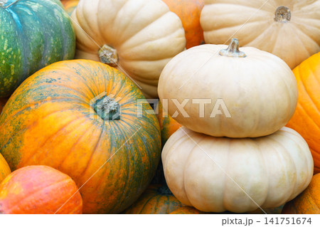 Orange and white pumpkins on hay bales seasonal autumn harvest festival. Colorful squash and gourds Orange and white pumpkins on hay bales seasonal autumn harvest festival. Colorful squash and gourds 141751674