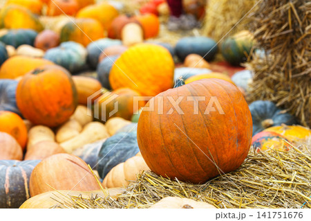 Autumn orange pumpkins on hay bales at seasonal autumn harvest festival. Colorful squash and gourds Autumn orange pumpkins on hay bales at seasonal autumn harvest festival. Colorful squash and gourds 141751676