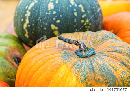 Close up of large orange pumpkin, autumn harvest festival, fall and Thanksgiving background 141751677