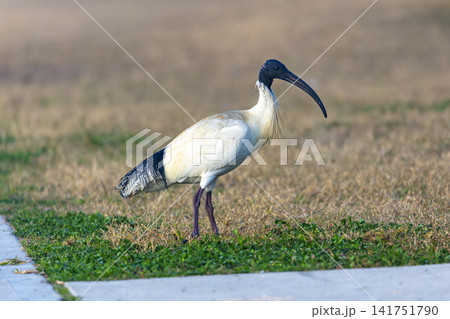 A White Ibis Bin Chicken foraging for food on a grassy field A White Ibis Bin Chicken foraging for food on a grassy field 141751790