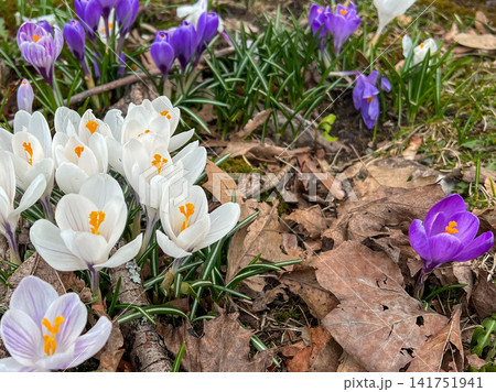 White and purple crocuses on the ground in early spring. 141751941
