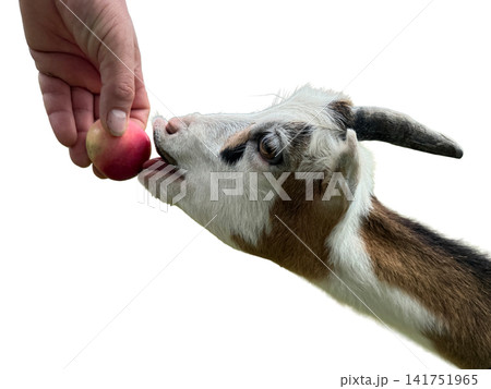Human hand feeding cute goat with fresh apple PNG , isolated on transparent background 141751965