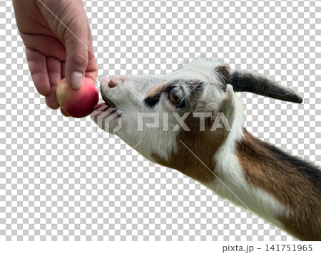 Human hand feeding cute goat with fresh apple PNG , isolated on transparent background 141751965