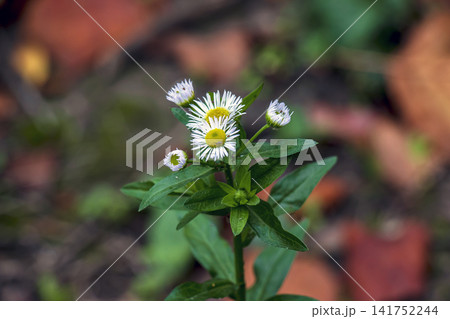 Annual Fleabane Flowers Against Autumn Background Annual Fleabane Flowers Against Autumn Background 141752244