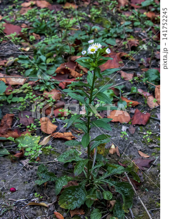 Annual Fleabane Plant Flowering in an Autumn Garden Annual Fleabane Plant Flowering in an Autumn Garden 141752245